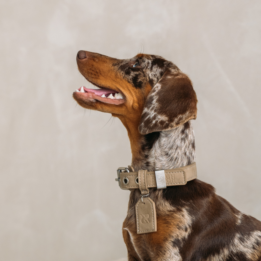 Dog Collar Sand Beige