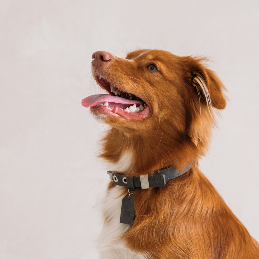 Dog Collar - Stone Grey