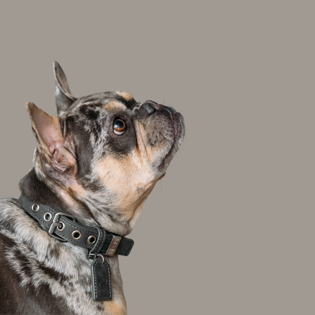 Dog Collar Stone Grey