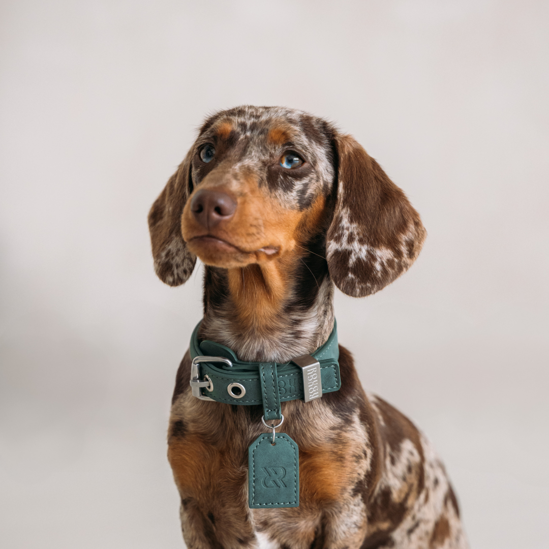 Dog Collar Forest Green