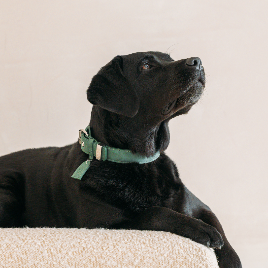 Dog Collar Forest Green