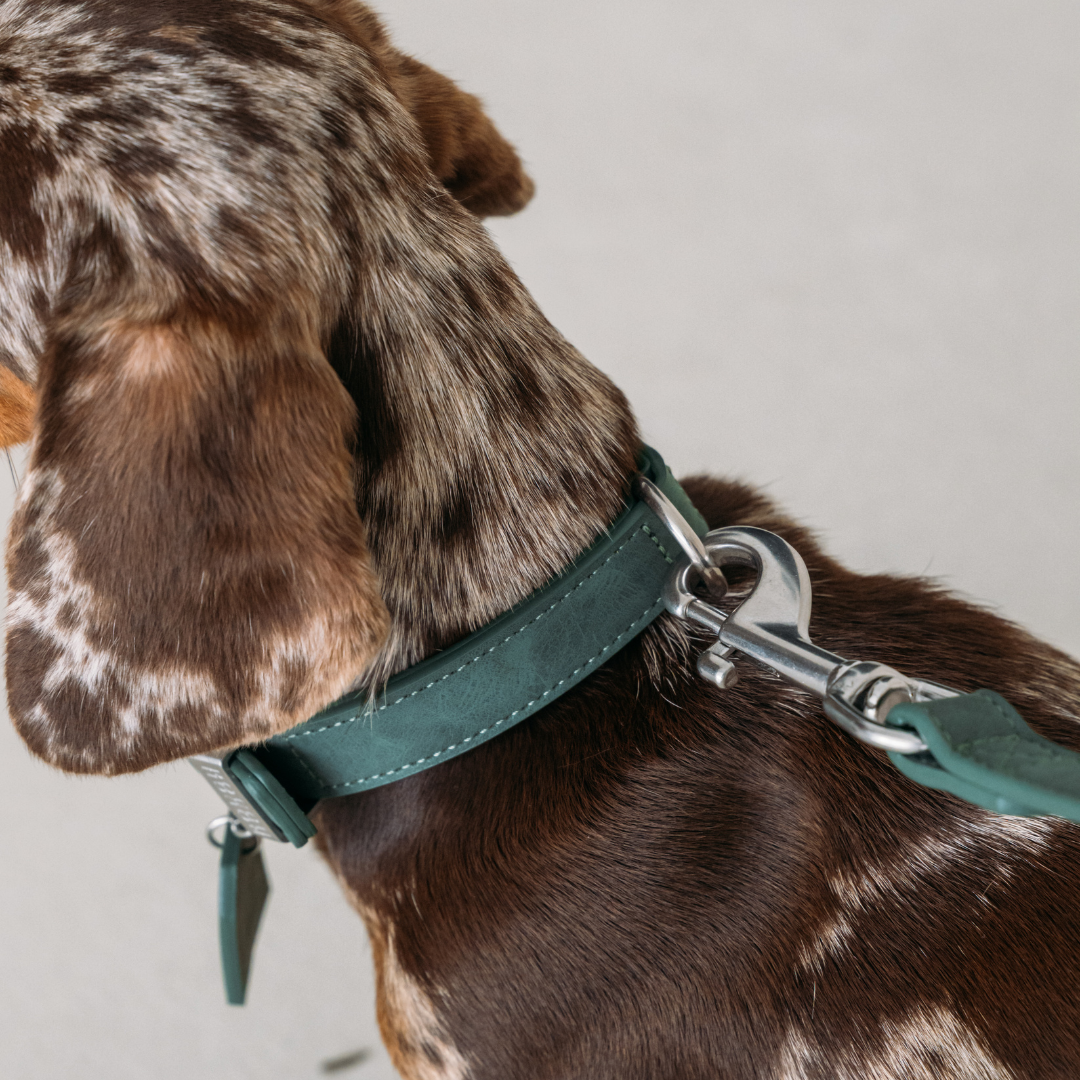 Dog Leash Forest Green