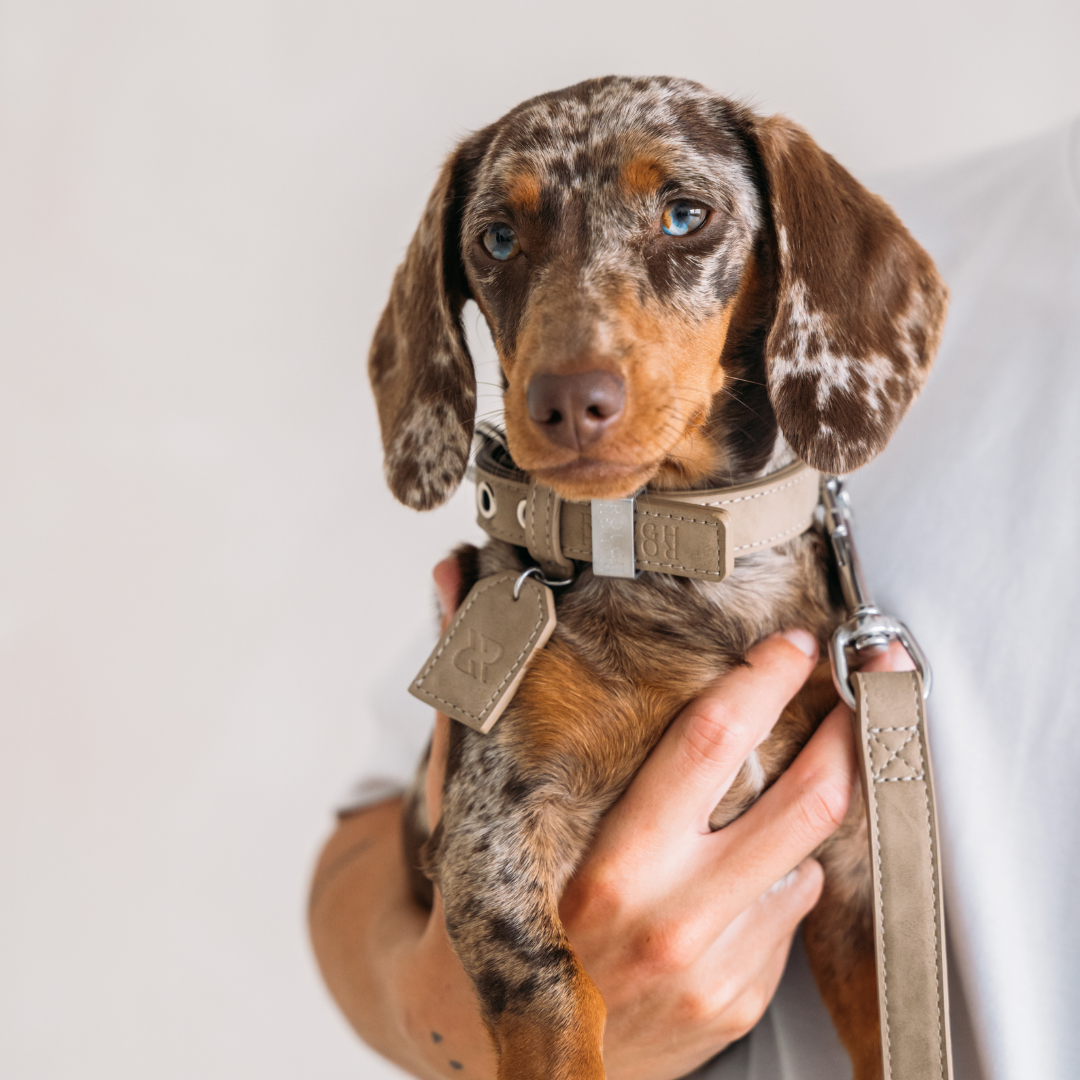 Dog Leash Sand Beige
