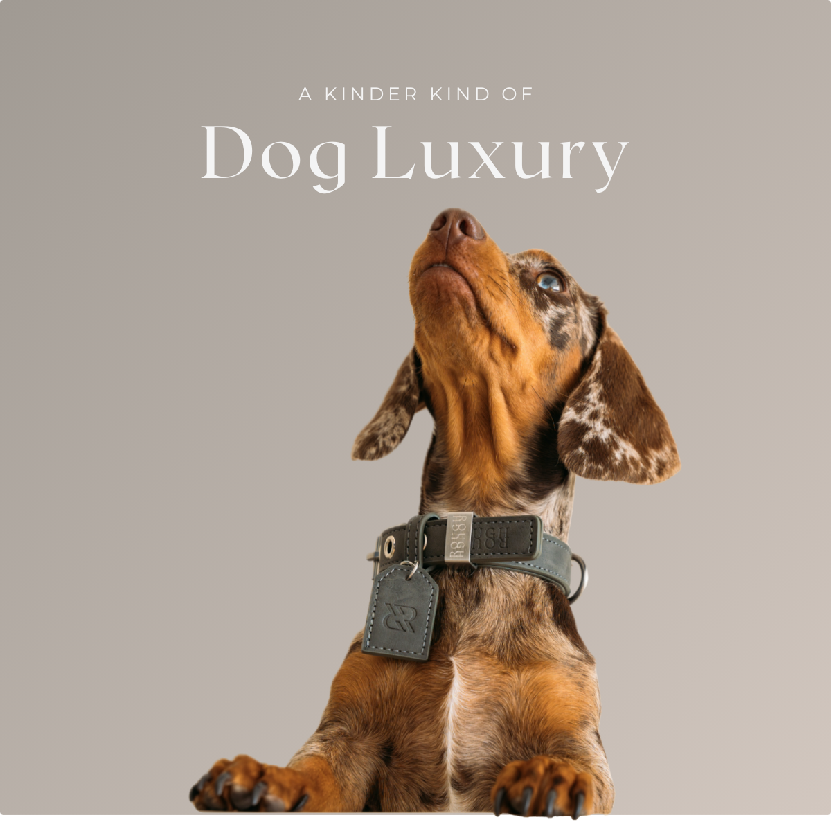 Dog Collar - Stone Grey