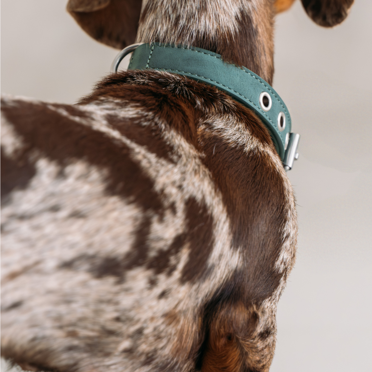 Dog Collar - Forest Green