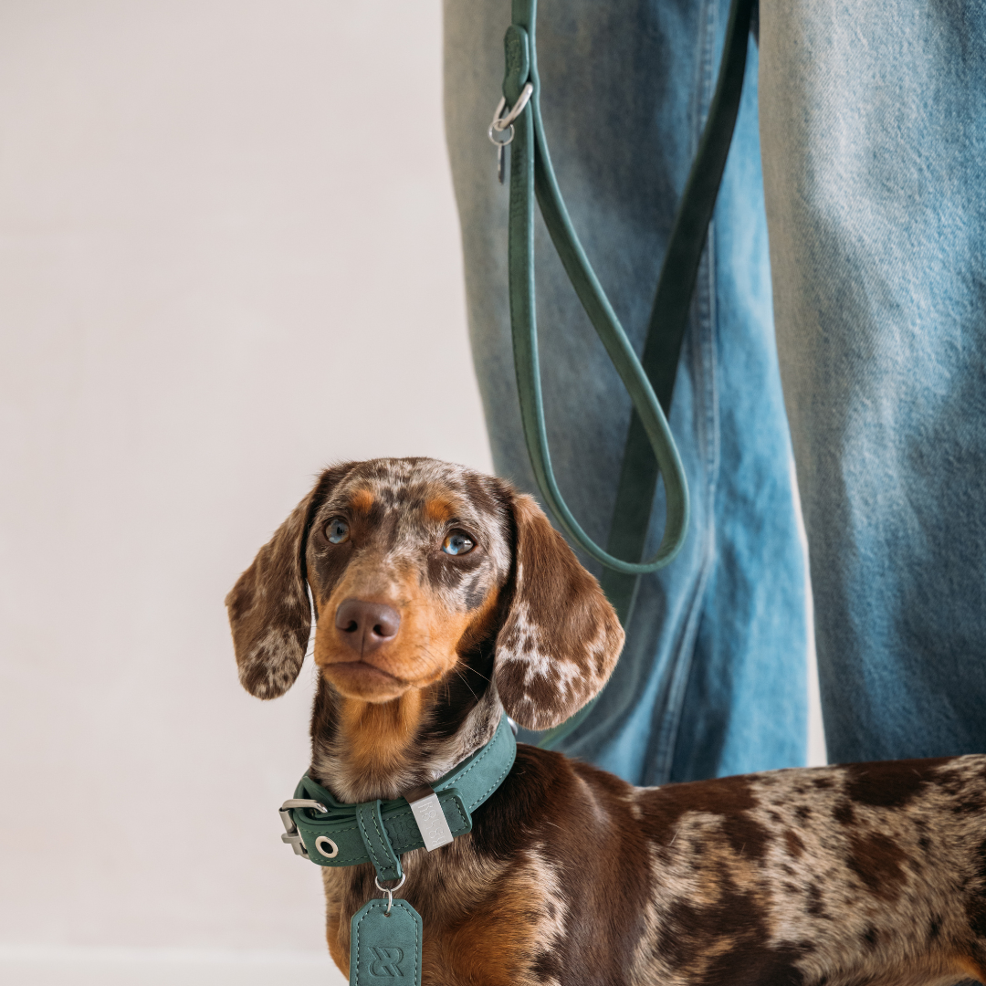 Dog Leash Forest Green