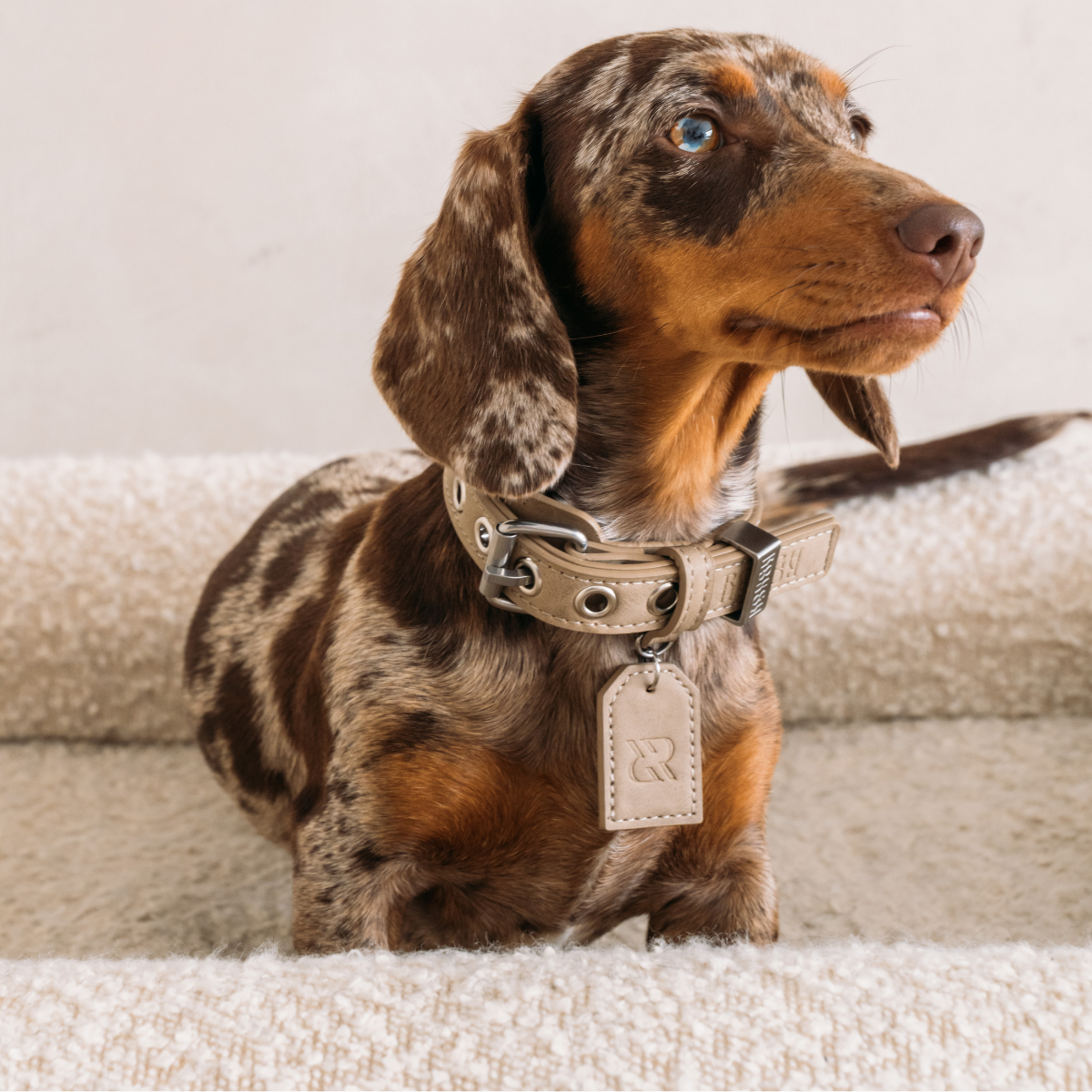 Dog Collar - Sand Beige