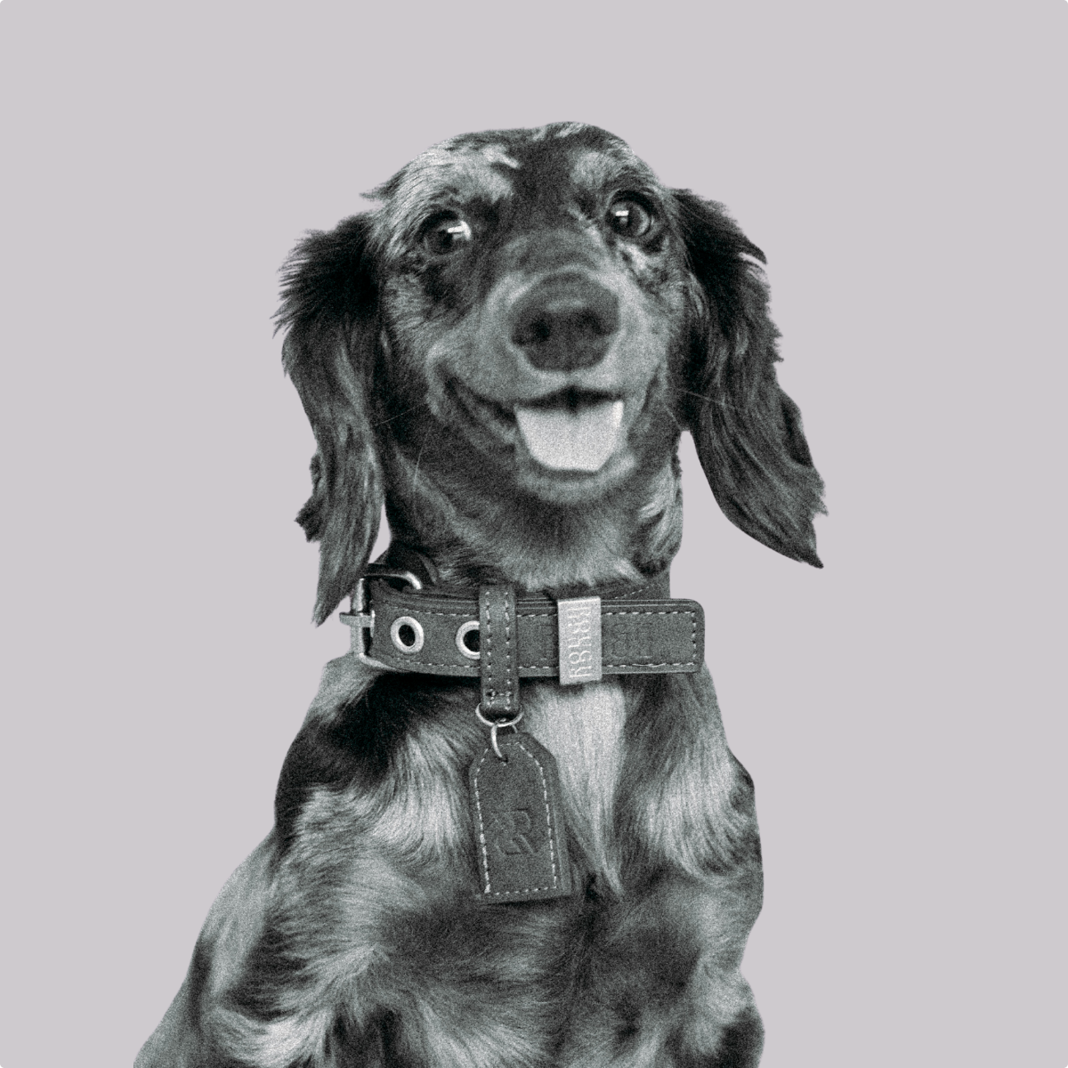 Dog Collar - Stone Grey