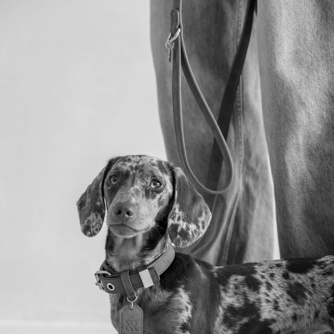 Dog Leash Stone Grey