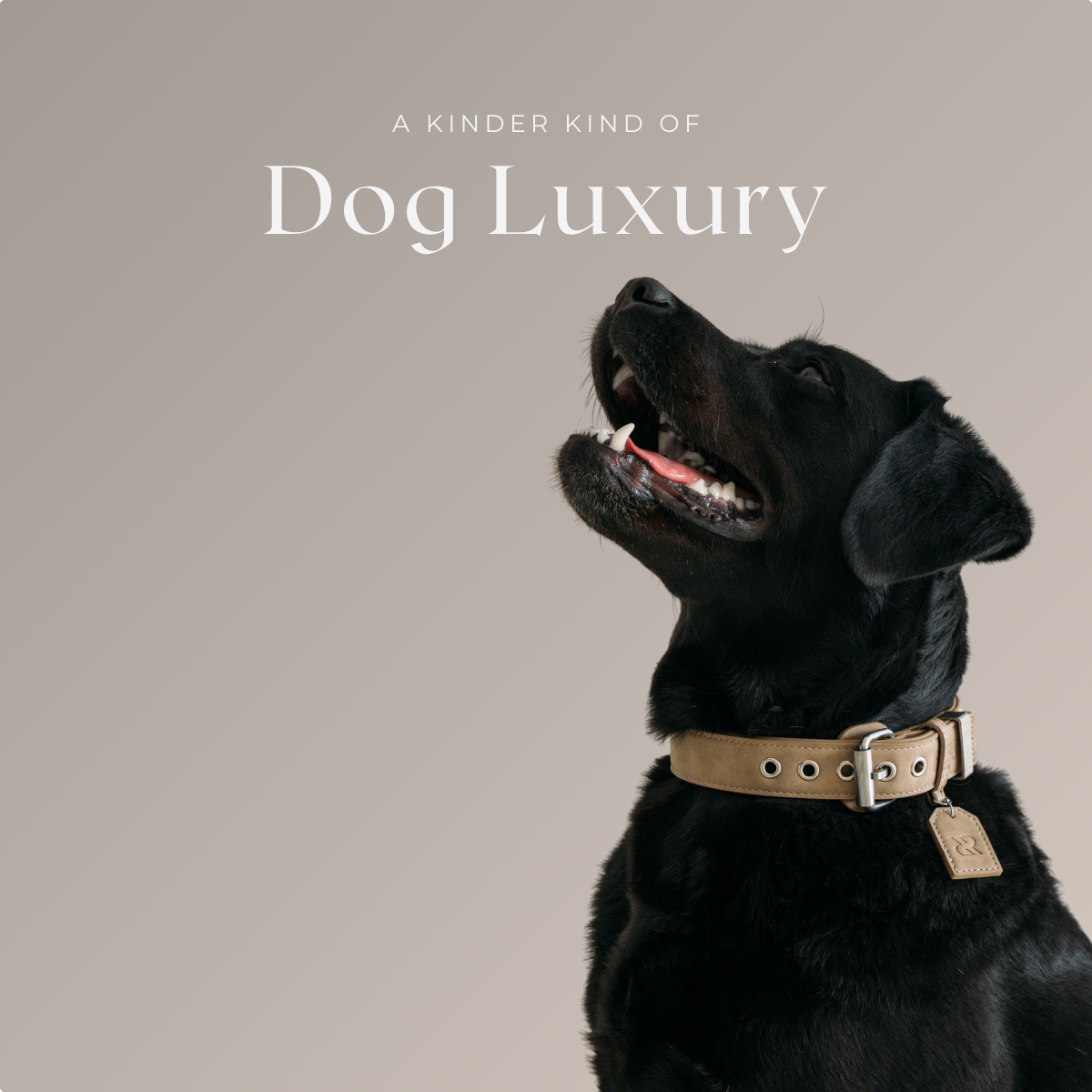 Dog Collar - Sand Beige