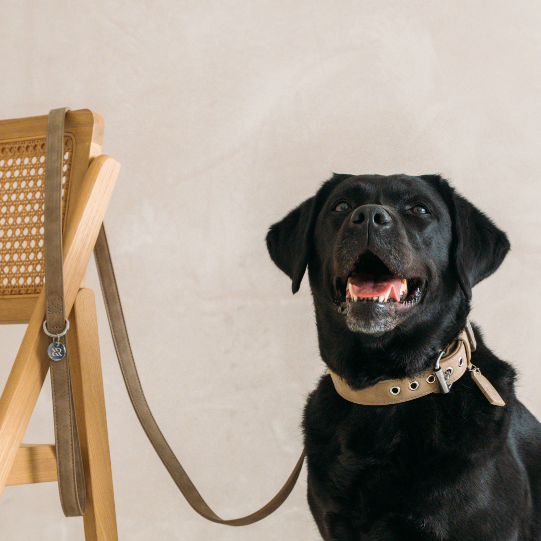 Dog Leash Sand Beige